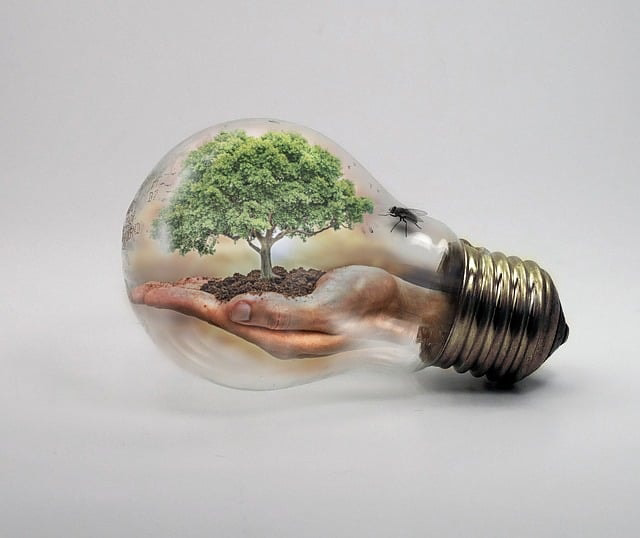 bulb, nature, ecologycurrent