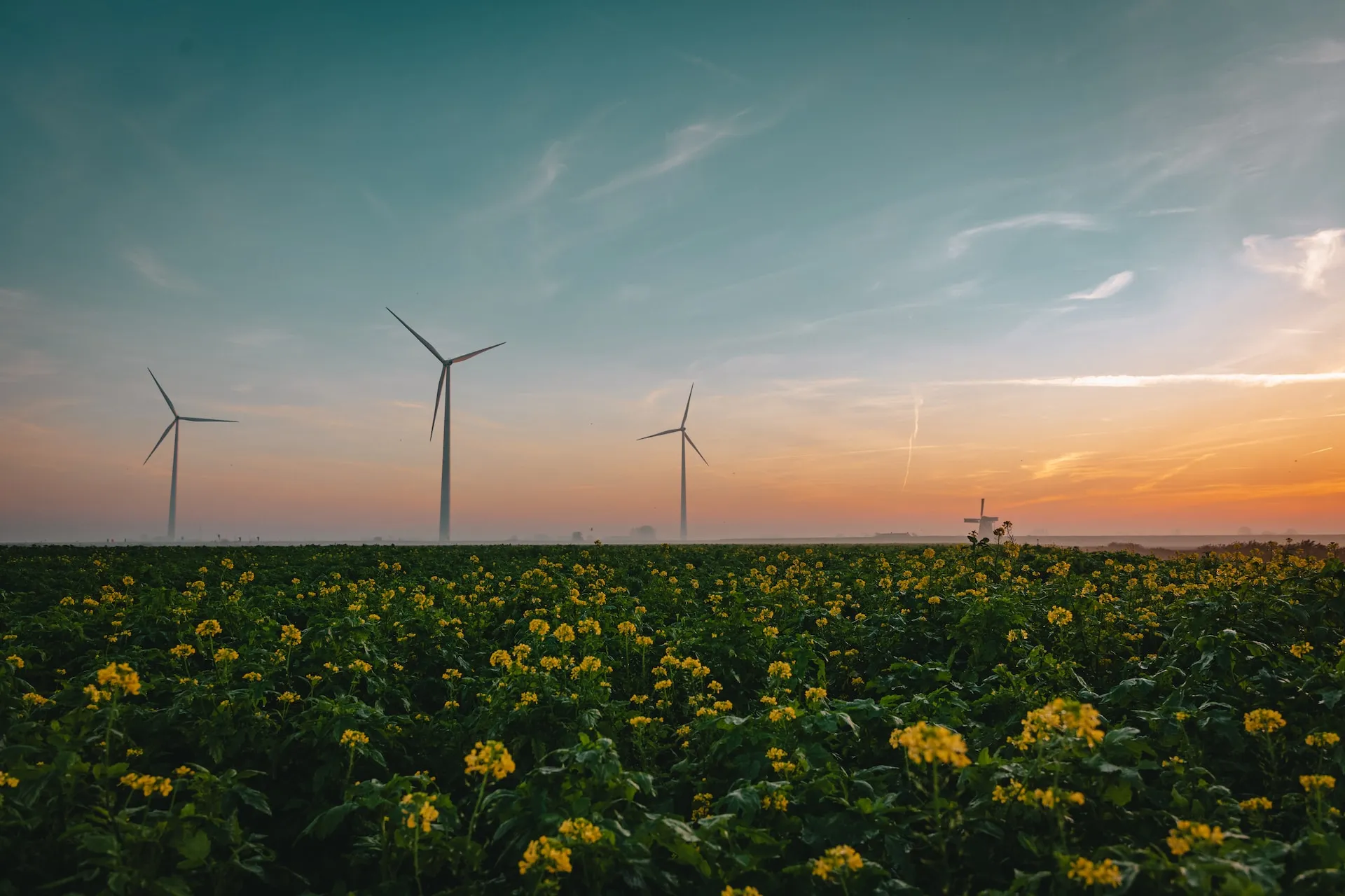 wind turbines in the field photo