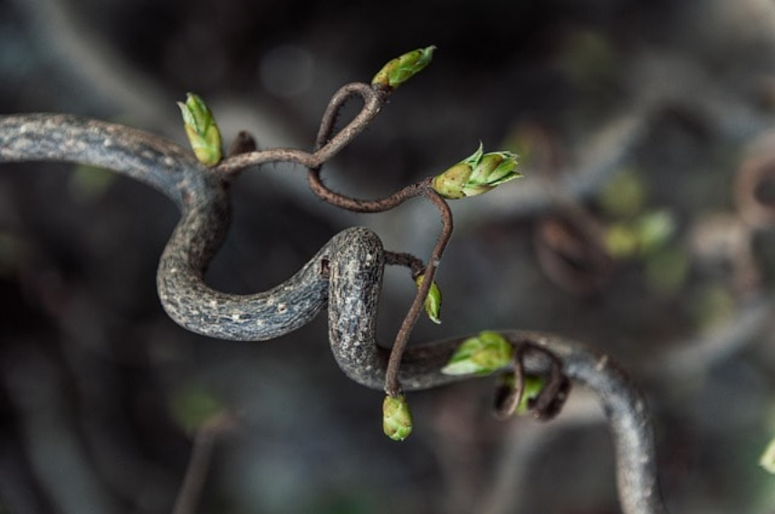 branch