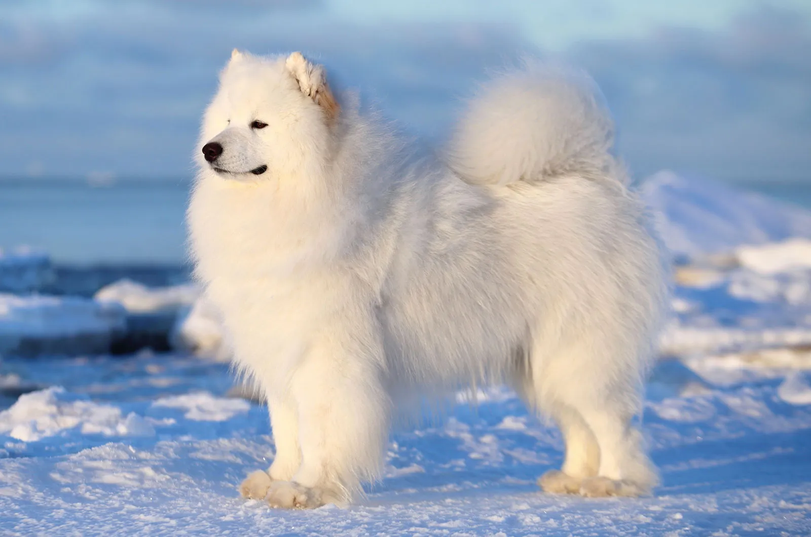 samoyed breed dog