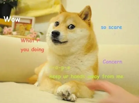 Doge meme